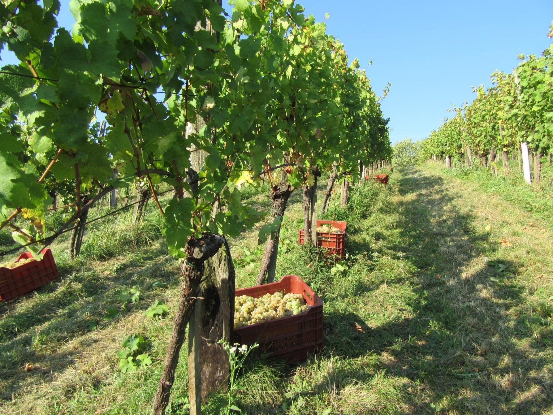 Zaboji s sveže obranim grozdjem v vinogradu